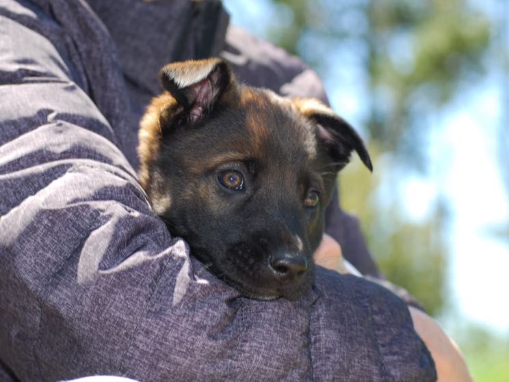 Ultimate Training Guide for Your Belgian Malinois DogPerDay