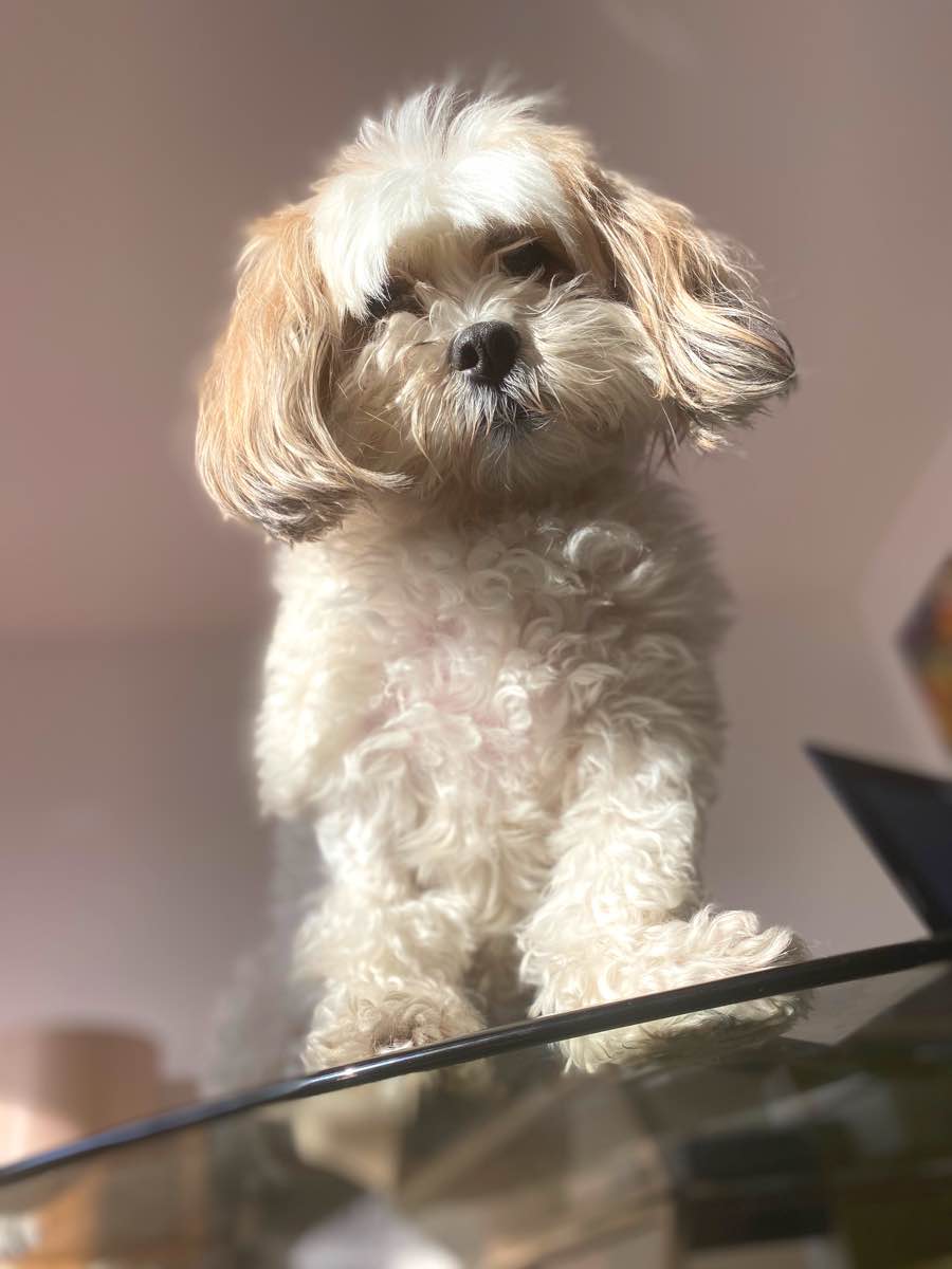 Macadamien the Shih Tzu, Bichon Frise Mix DogPerDay Cute puppy