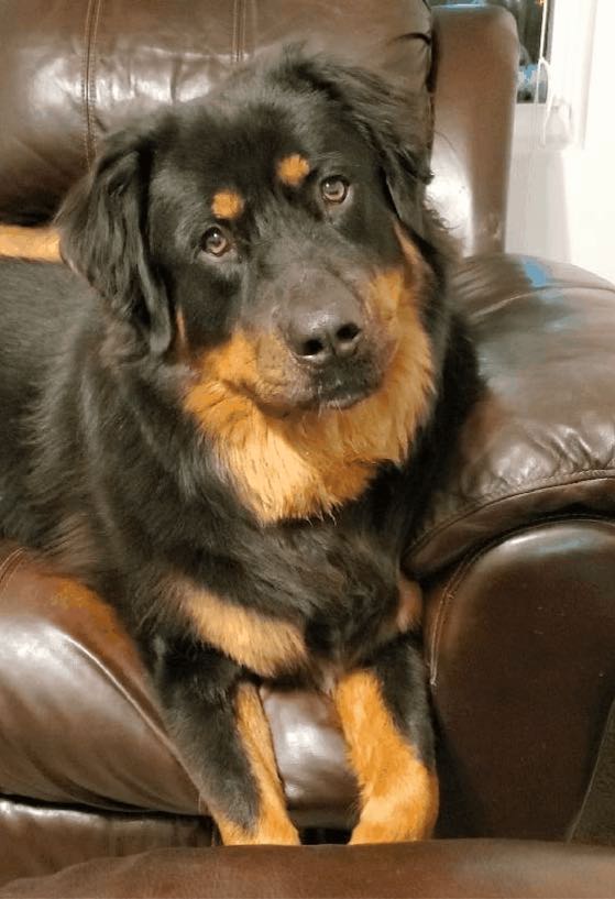 Gabru the Rottweiler, Terrier, Chow Chow Mix DogPerDay
