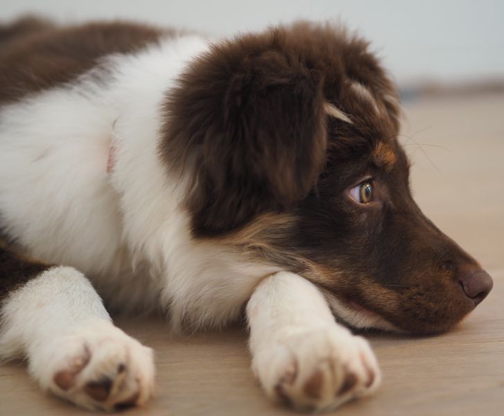 Do Dogs' Legs Fall Asleep? DogPerDay