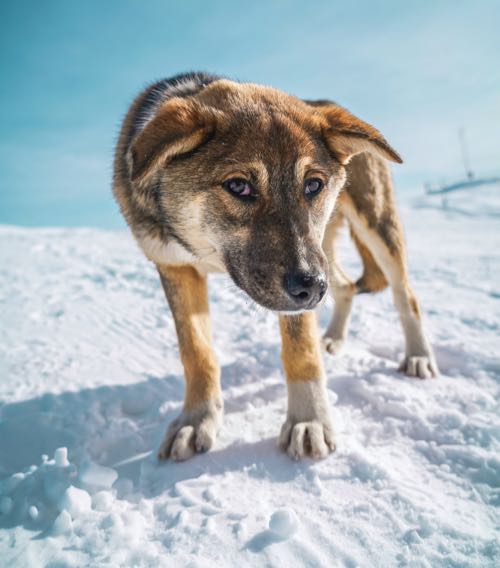 How To Protect Your Dogs Paws In The Cold Weather DogPerDay