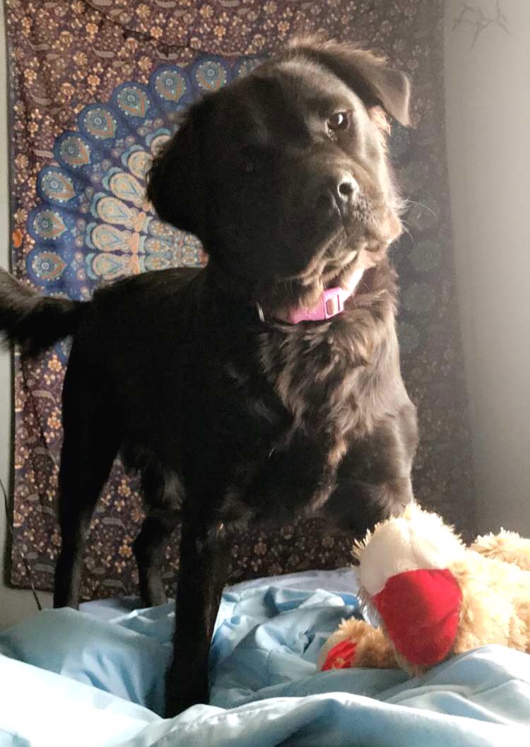 Raven the Newfoundland FlatCoated Retriever Mix DogPerDay