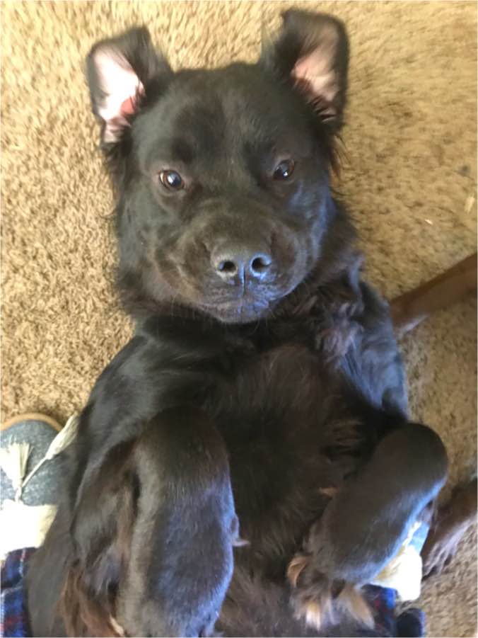Raven the Newfoundland FlatCoated Retriever Mix DogPerDay Cute