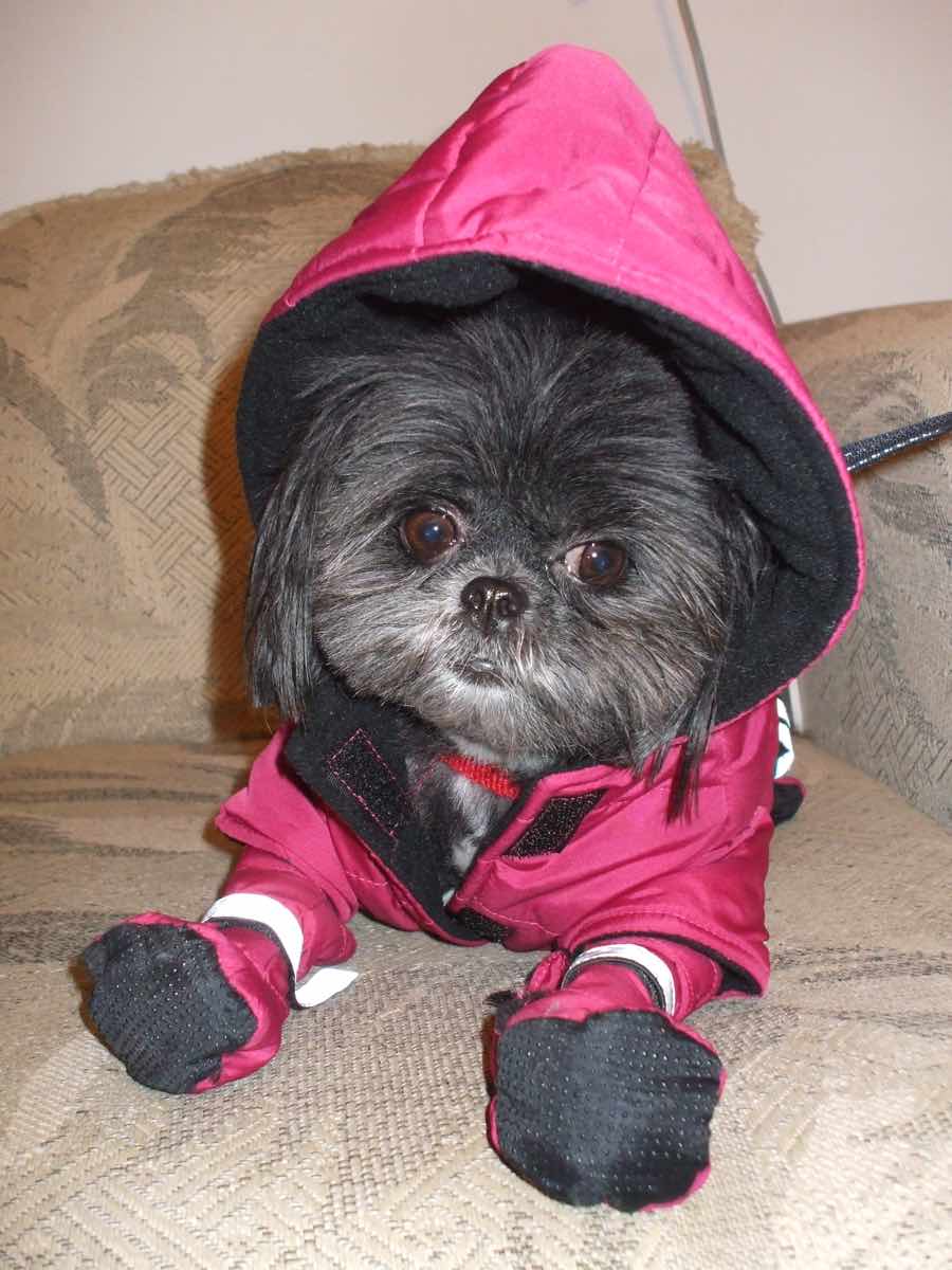 Minky the Mixed Breed DogPerDay