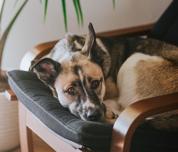 How to Properly Clean Up Pet Stains Off Your Floor DogPerDay