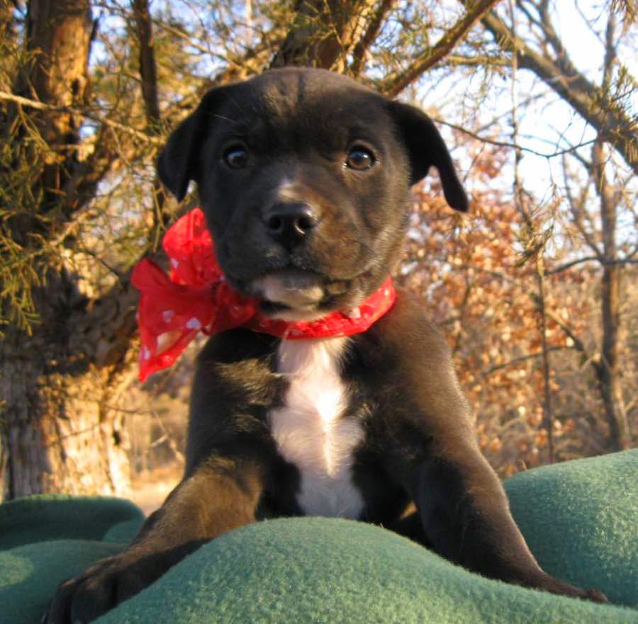 Black Tie the Labrador Retriever Mix DogPerDay Cute