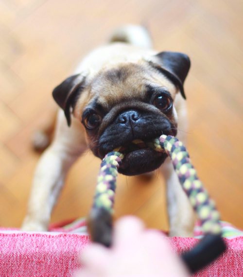 Do Air Purifiers Really Help With Dog Hair? DogPerDay