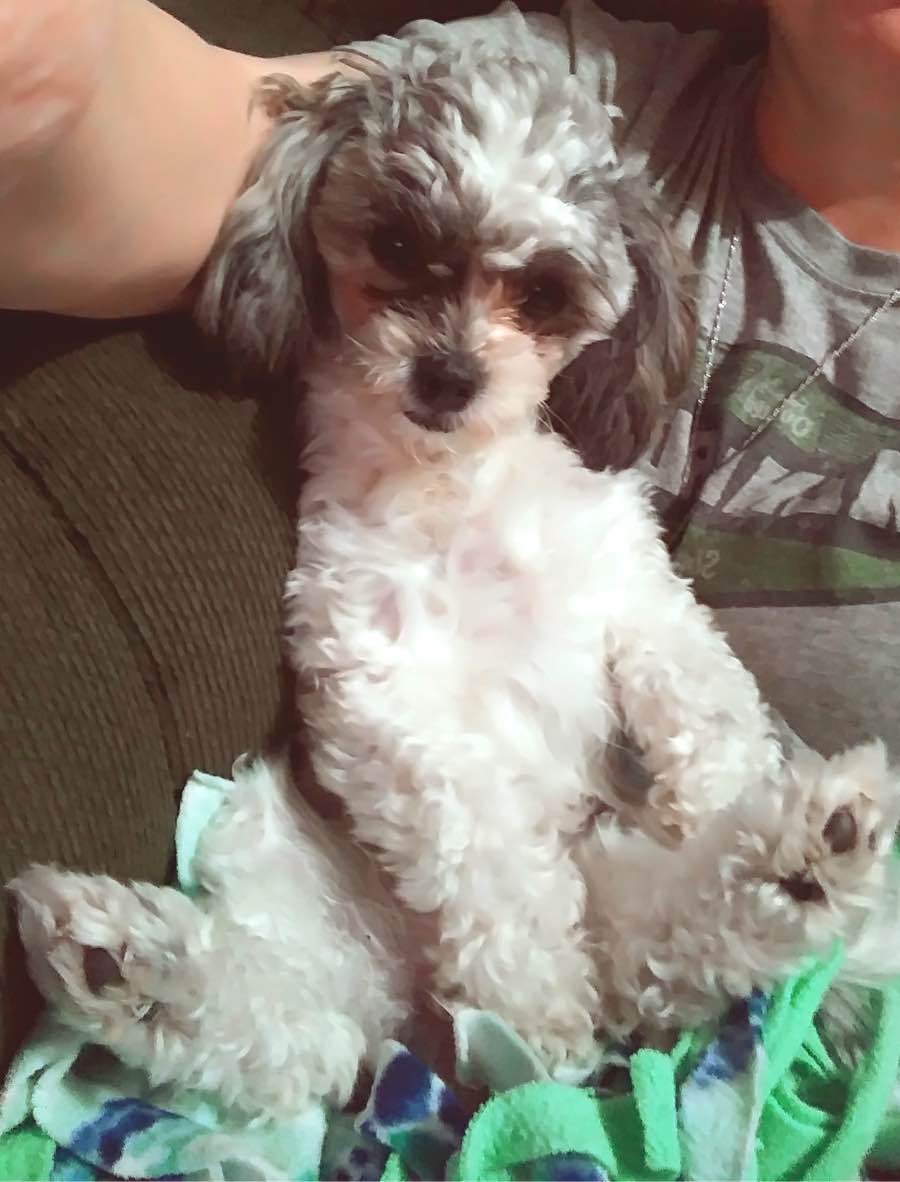 What Is A Shih Tzu Toy Poodle