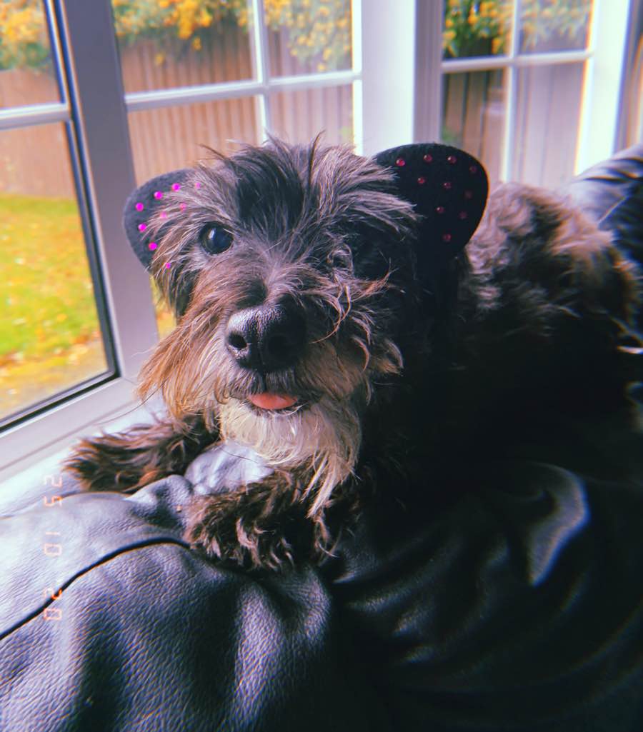 Toto the Mixed Breed DogPerDay