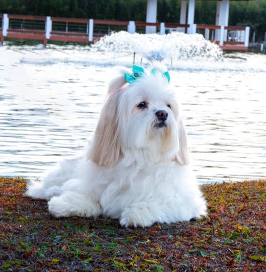 Best Dog Food for Lhasa Apso DogPerDay