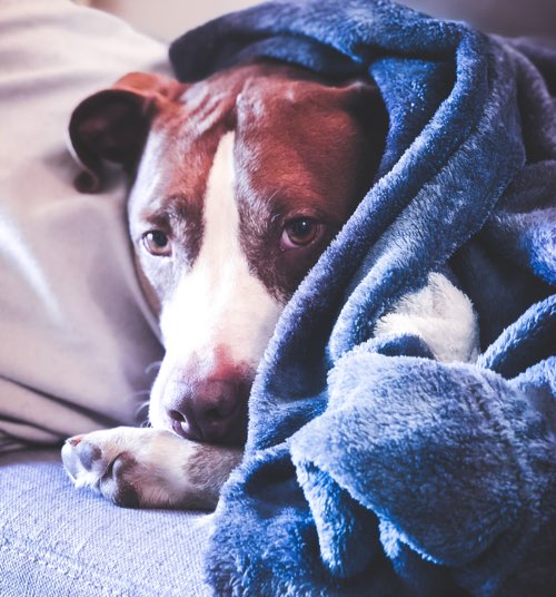 PTSD in Dogs Causes, Symptoms and Treatment DogPerDay