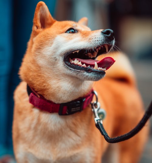 How to Treat Gingivitis in Dogs Symptoms, Causes, and Treatments