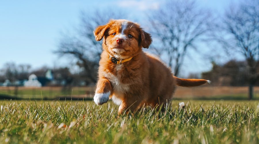 Why Do Dogs Respond to Baby Talk? DogPerDay