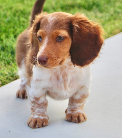 Why Do Dogs Respond to Baby Talk? DogPerDay