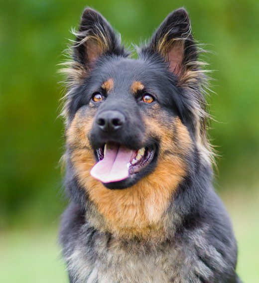 Aggressive Dogs Warning Signs And Training Tips DogPerDay