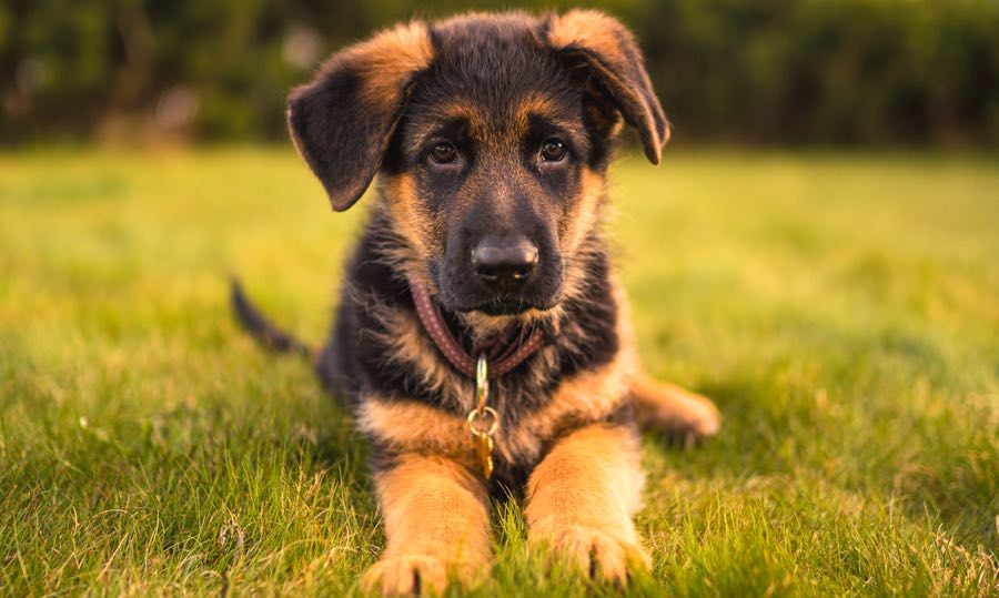 Choosing the Right Dog Breed for Your Lifestyle DogPerDay