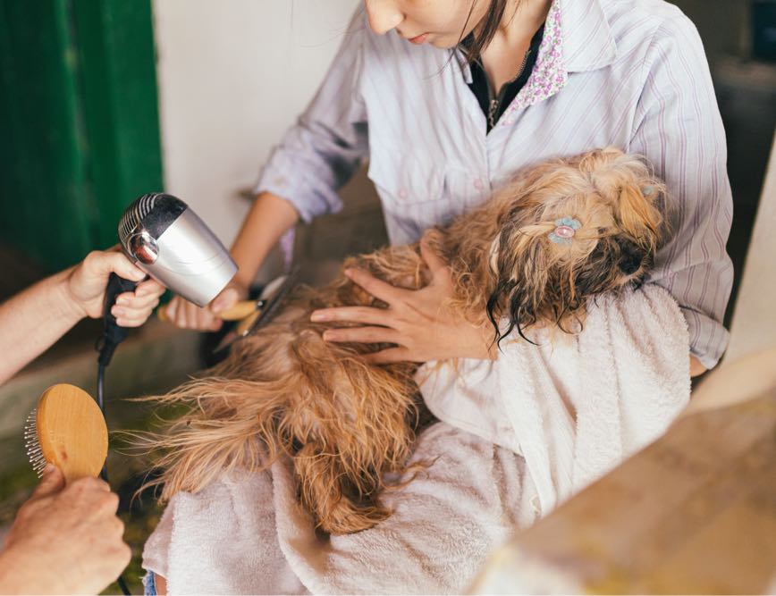 Grow Your Dog Grooming Business Essential Tips for Success DogPerDay