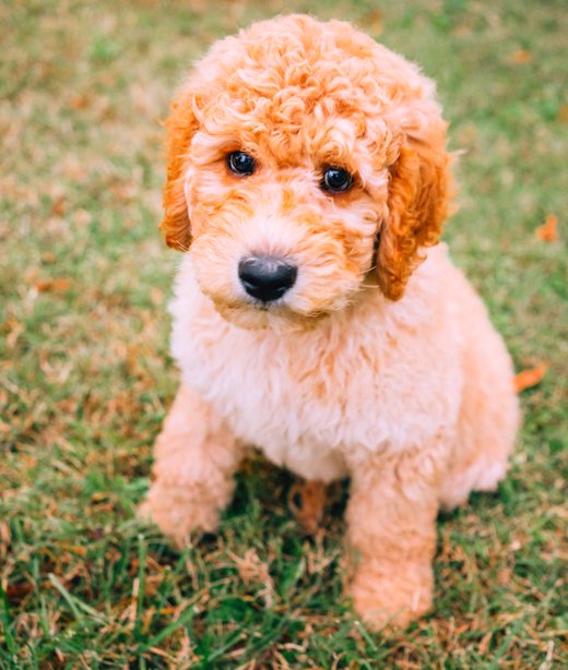 Separation Anxiety In Mini Goldendoodles How To Break The Pattern