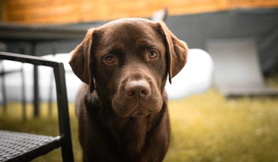 The Endearing Charm of Labrador Retrievers Why Labradors Make Perfect