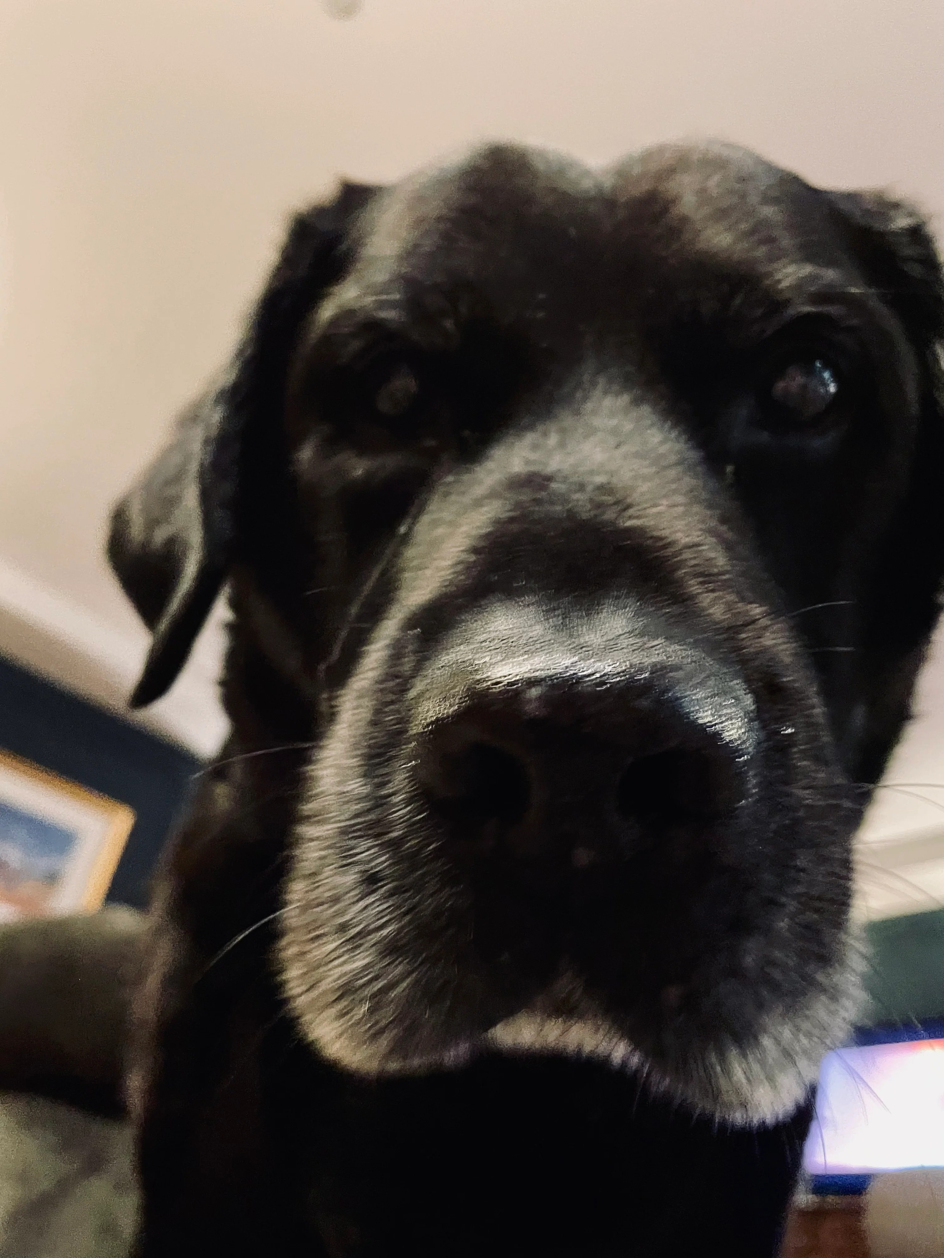 The Unbeatable Benefits of Colloidal Oatmeal for Your Dog's Skin and C