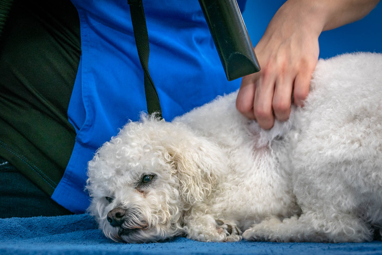 Dog Grooming Services to DogPlay!