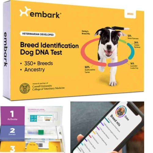 Best Dog DNA Test Kits 2024 Reviews & Buyer’s Guide