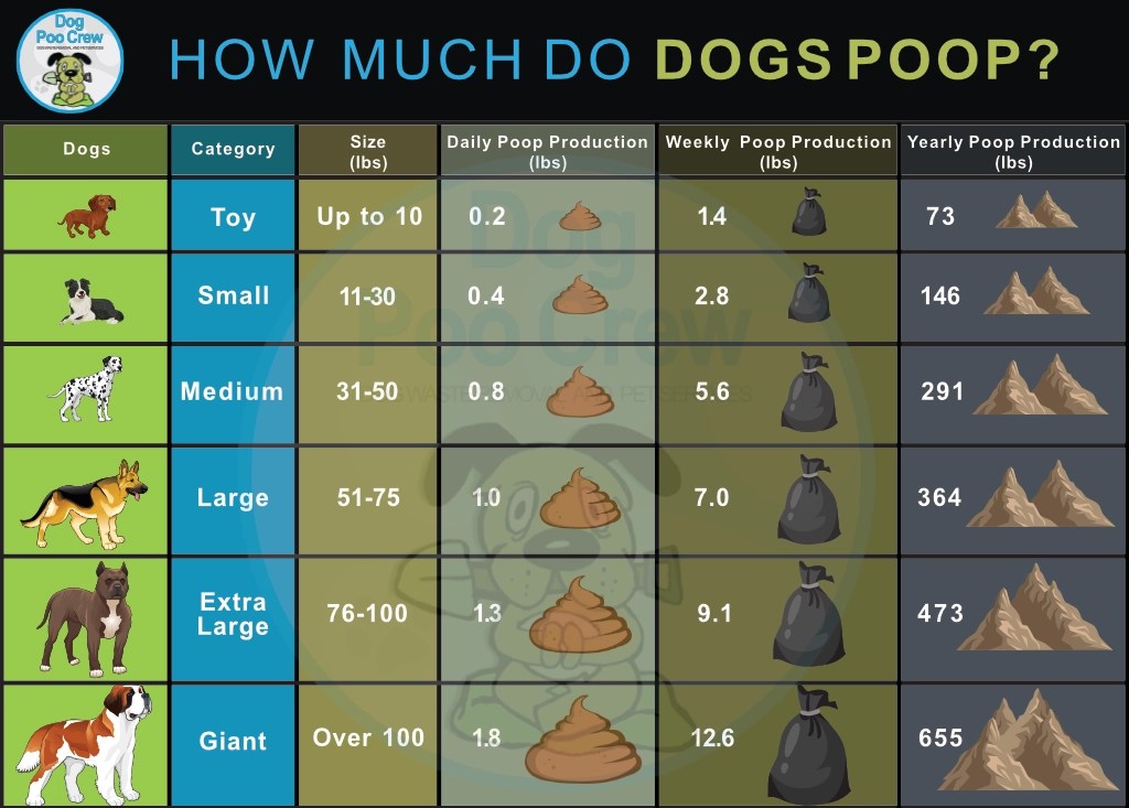 How Much Do Dogs Poop? Dog Poo Crew