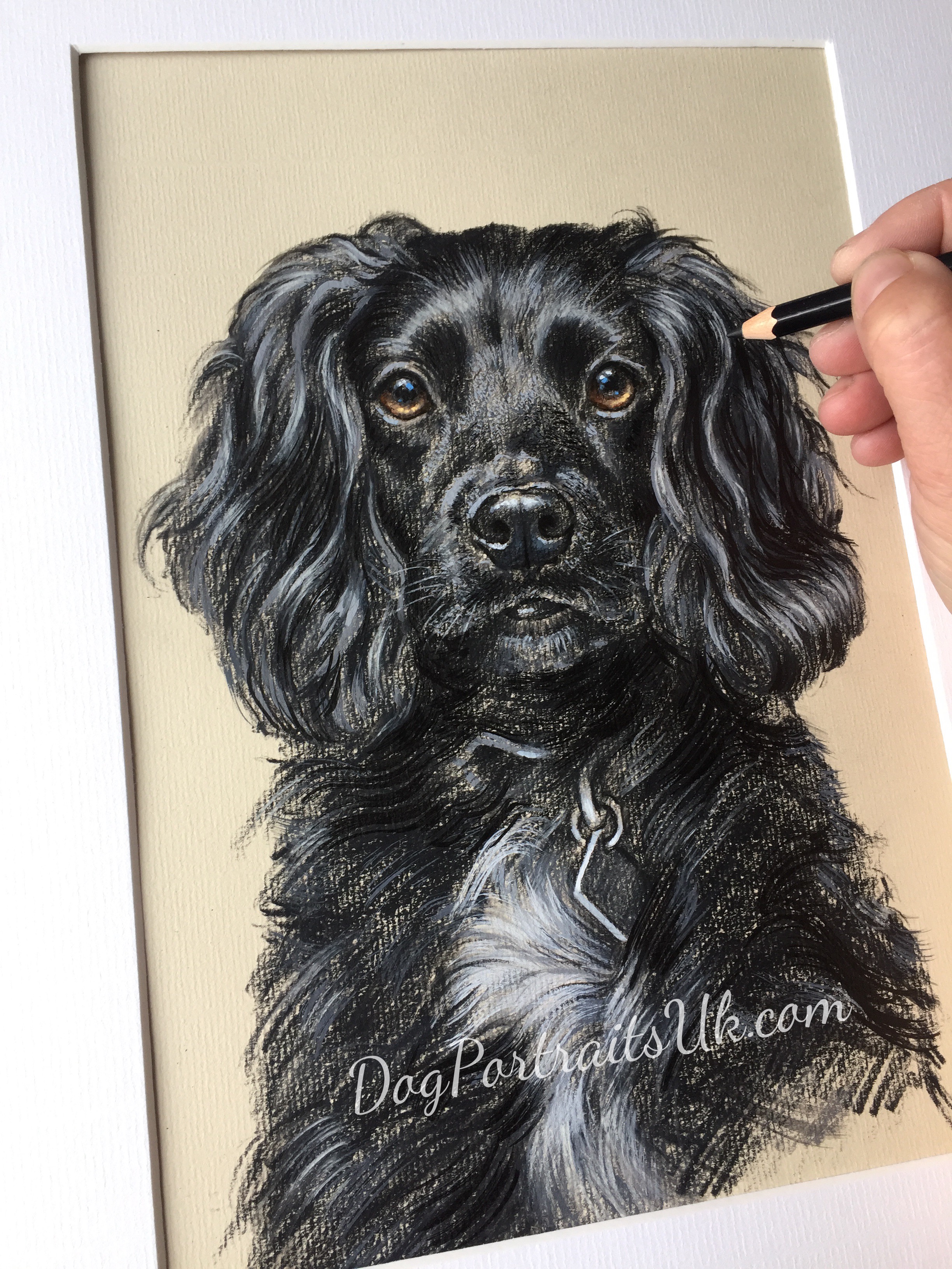 Dog Portraits UK, pet portraits, Glossop, Derbyshire, High Peak Artist