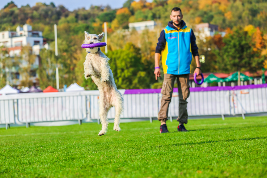 Dog PULLER sport is a sport of the future for the dogs