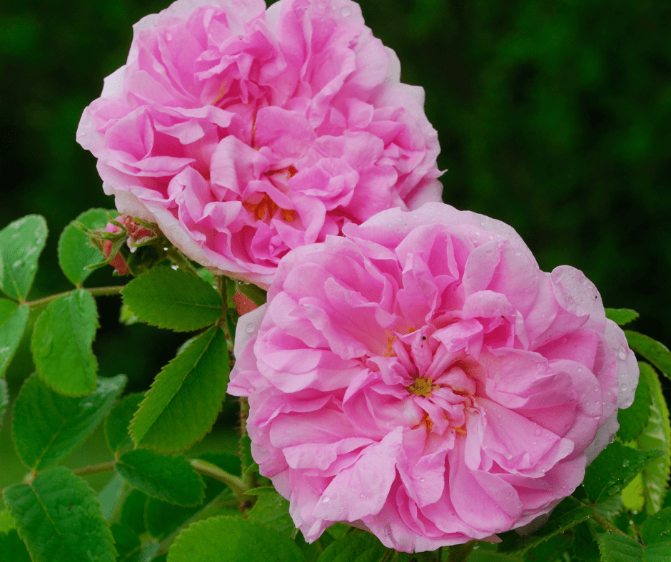 🌹🐶 "Unleashing Serenity Exploring the Safe Use of Rose Essential Oil