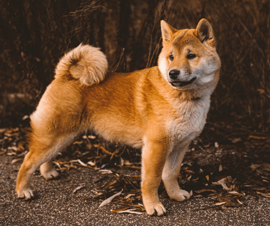 16 Best Dog Foods for a Healthy and Happy Shiba Inu in 2023