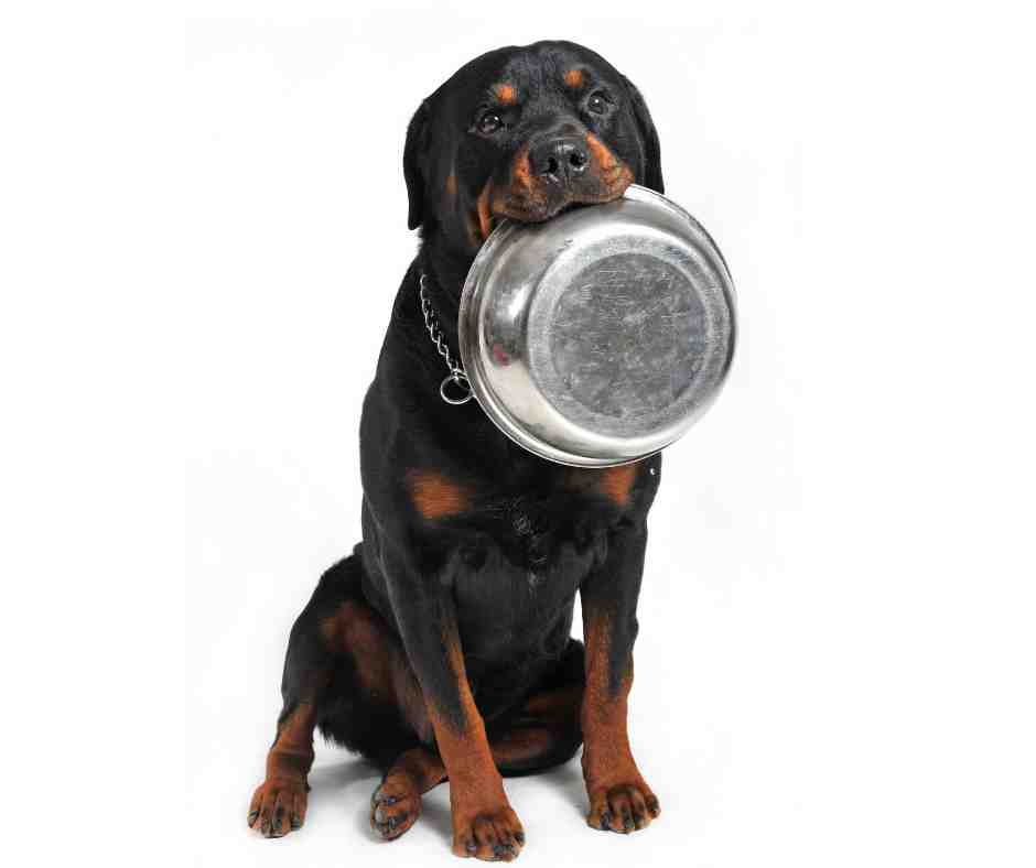 Rottweiler Nutrition A Comprehensive Guide Dog Breeds Central