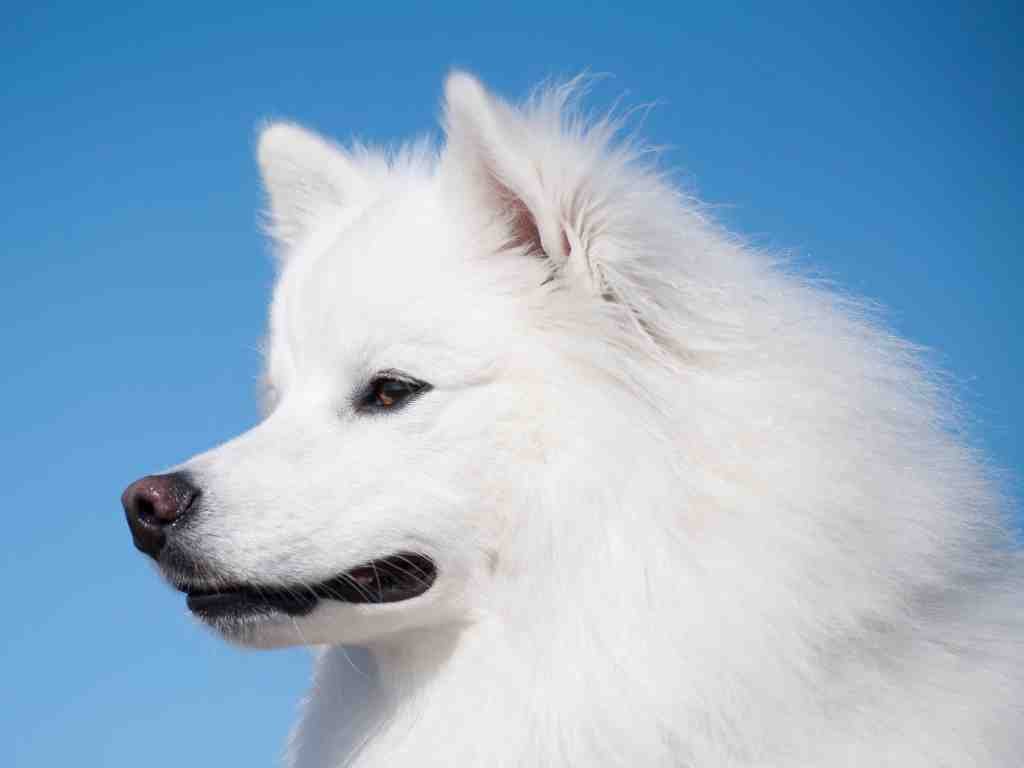 The Ultimate Guide To American Eskimo Dogs Unleash The Fluffy Fun!