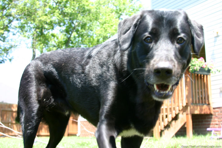 How To Stop Barking Dogs In 3 Easy Steps... This Worked For Us The