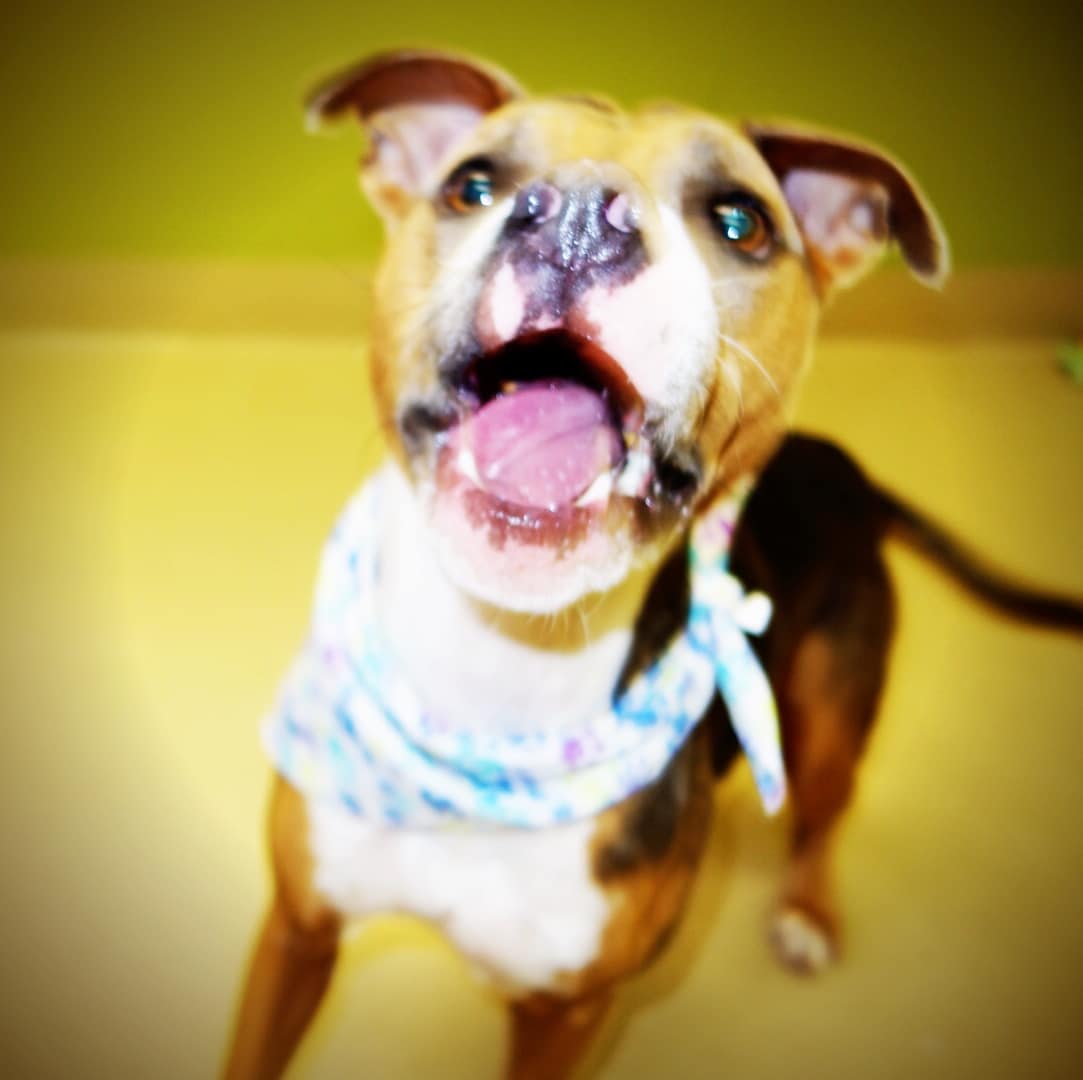 Dog Dogs and Cats Forever, Inc.