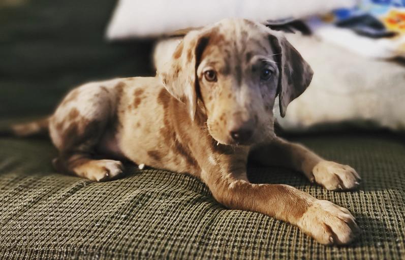 Catahoula Yellow Lab Mix
