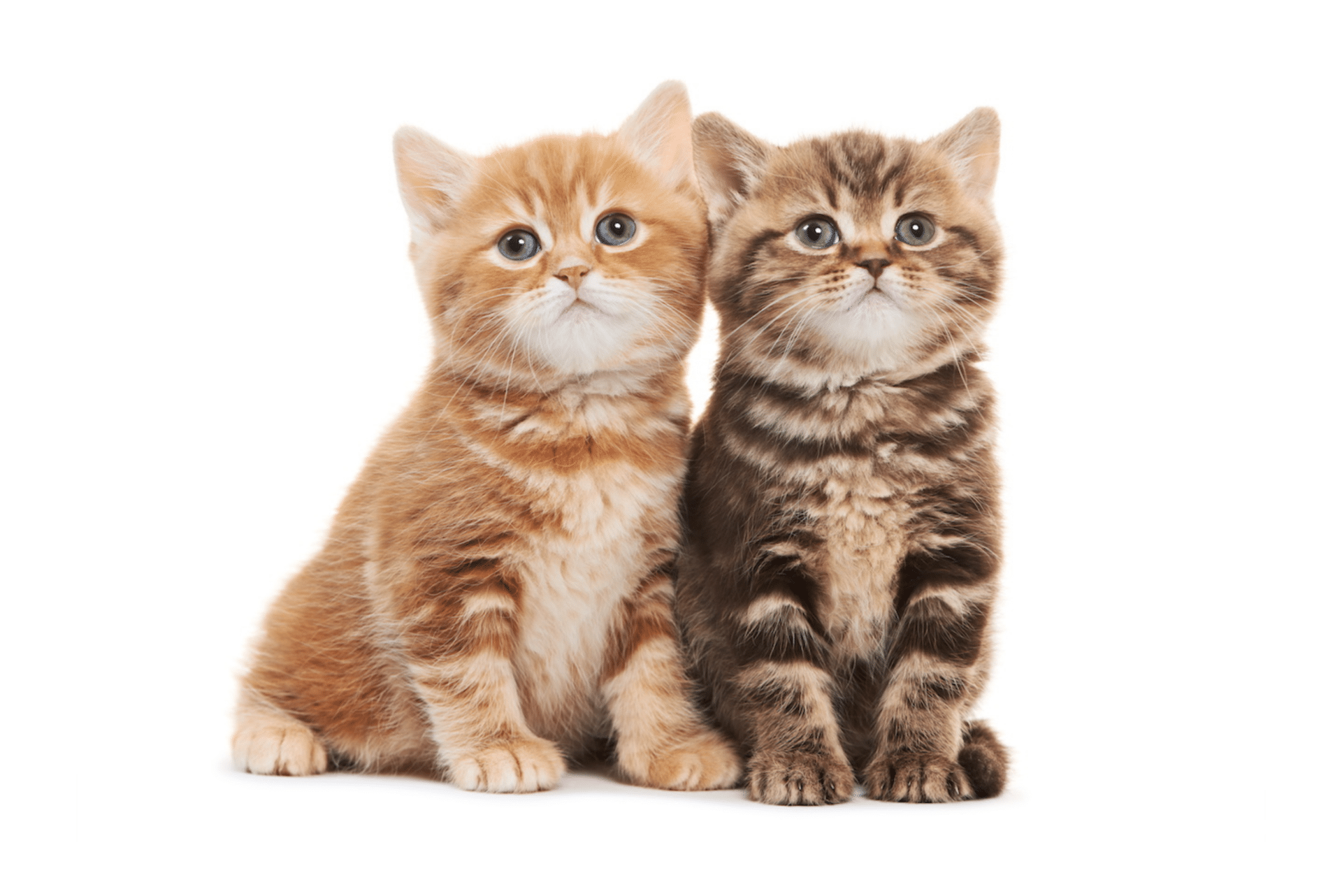 259 girl cat names that are as adorable as your kitten DOGS & CATS HQ