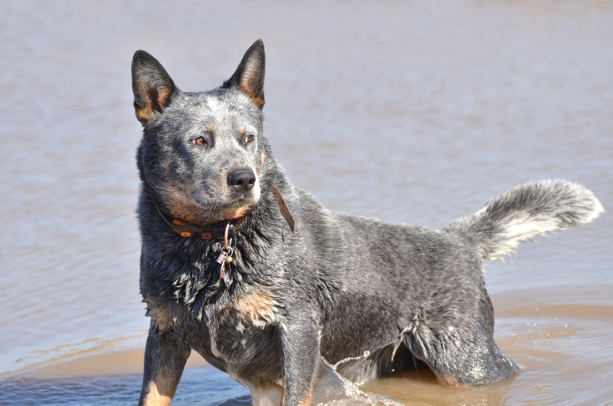 Australian Cattle Dog Behavior Issues – Dogs & Cats Hq