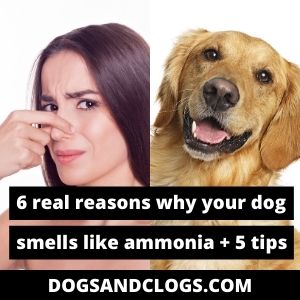 6 Real Reasons Why Your Dog Smells Like Ammonia + 5 Tips