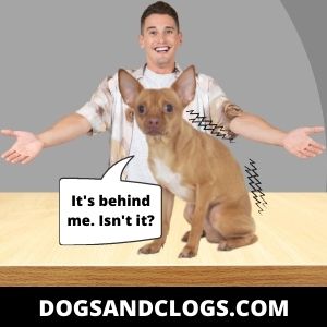 13 Reasons Why Dogs Grunt And Groan When You Hug Them – Dogsandclogs