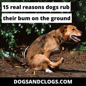 15 Real Reasons Dogs Rub Their Bum On The Ground (2022) – Dogsandclogs