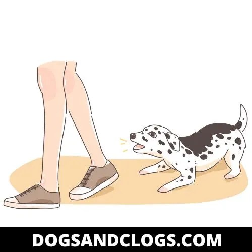 9 Steps To Stop Dog Barking In 7 Days (HowTo Guide) DogsAndClogs