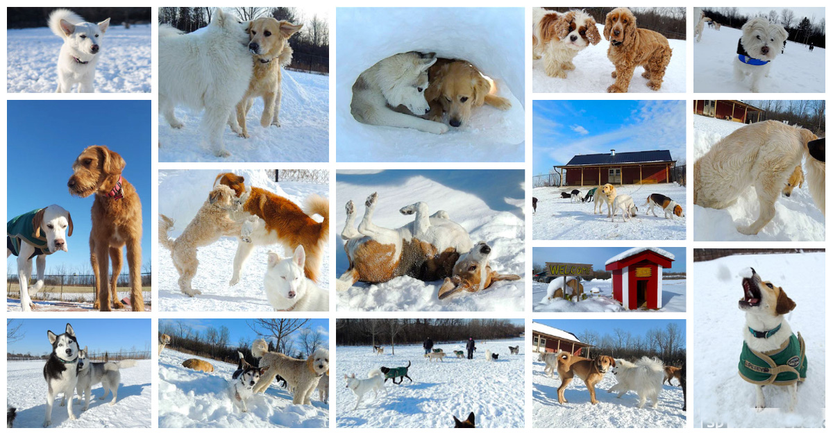 Dog Daycare Durham Region Dogs at Camp Rated Best Dog Boarding