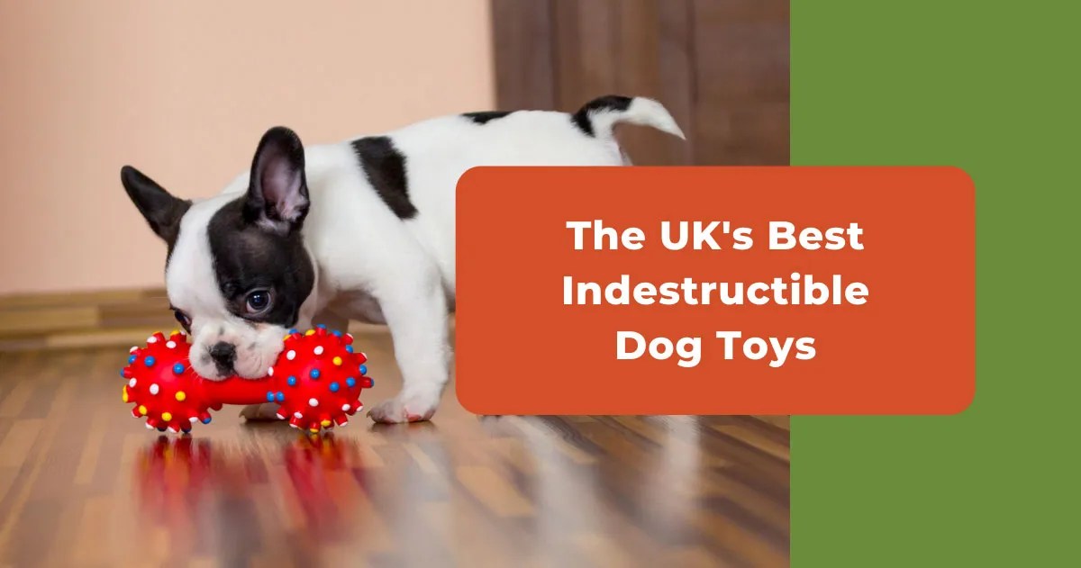 The UK's Most Indestructible Dog Toys In 2023 DogsBarn