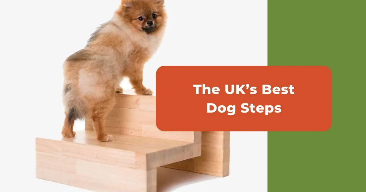 The UK's 7 Best Dog Steps For Sofas, High Beds And Car Boots