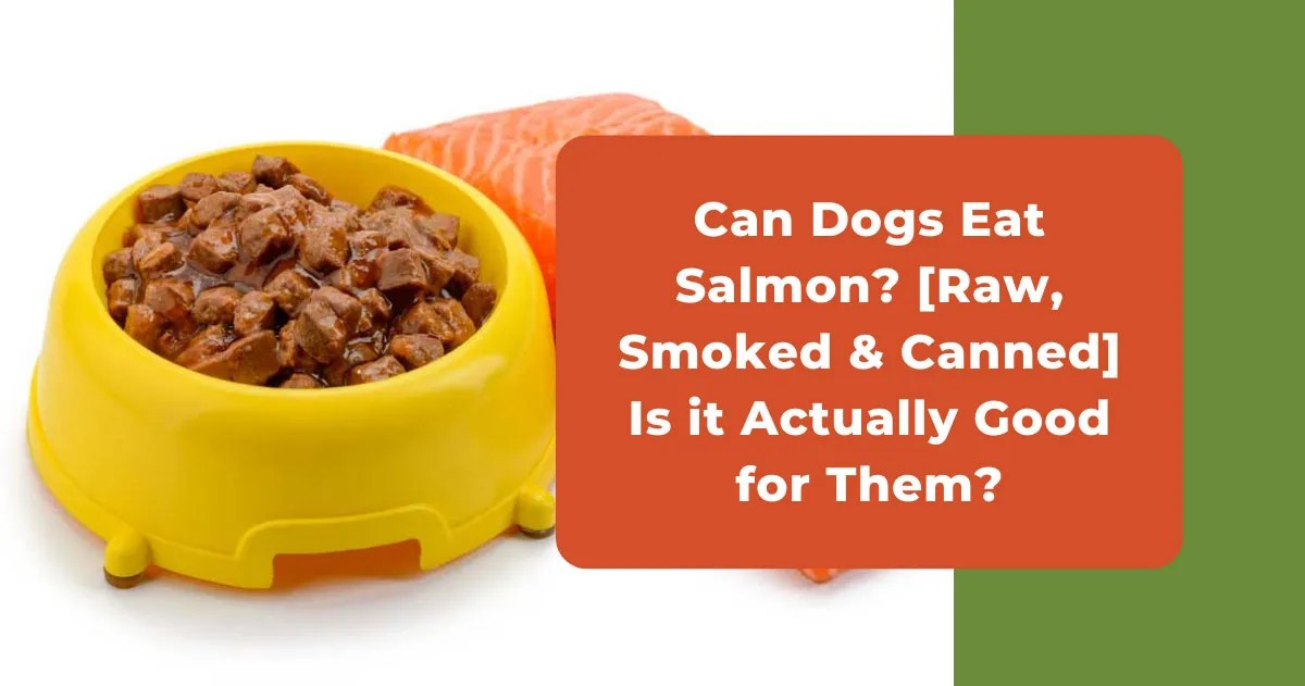 Is Canned Salmon Ok For Dogs