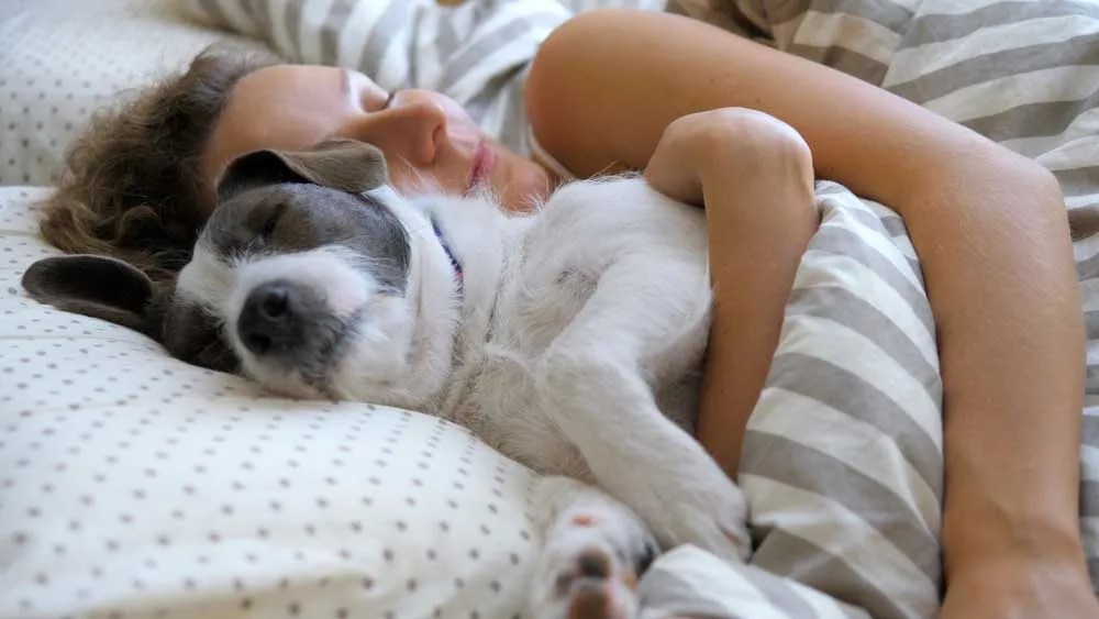 How Long Do Dogs Sleep On Average In 24 Hours