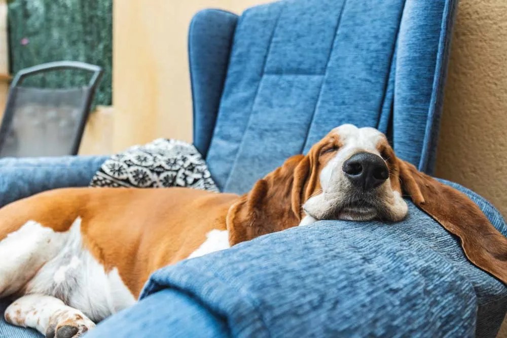 How Long Do Dogs Sleep On Average In 24 Hours