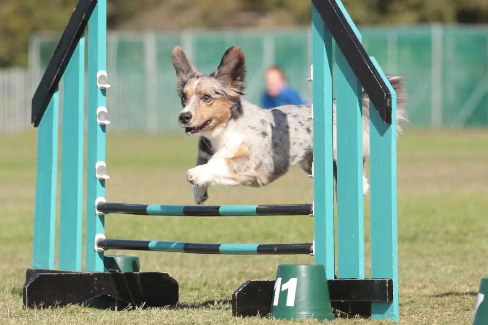 How To Find Beginner Dog Agility Classes Near You + Top Tips