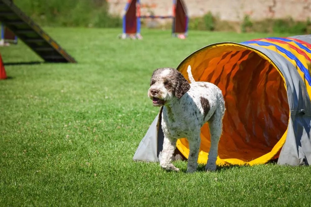 Best Dog Agility Tunnel (UK) Small, Large & Heavy Duty